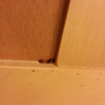 Peckitt Pest Solutions - Bedbugs on the back of a picture frame. - Pest Control Near Me