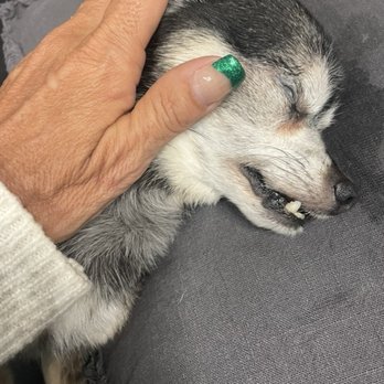 Vetco Total Care - This is tequila when he passed away on March 29, 2025 thank you go for helping me. Your staff is amazing in the vet area. - Veterinarians Near Me - Bay Shore, New York Vetco Total Care - This is tequila when he passed away on March 29, 2025 thank you go for helping me. Your staff is amazing in the vet area. - Veterinarians Near Me - Bay Shore, New York