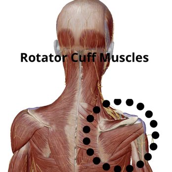Next Level Massage - Rotator cuff muscles - Massage Near Me - Ridgeland, Mississippi