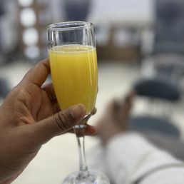 Mimosa Mimosa