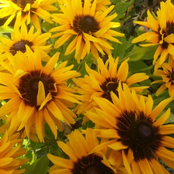 Ashbrook Nursery - Great plants grown on site - Nurseries & Gardening Near Me - Arbroath, ANS Ashbrook Nursery - Great plants grown on site - Nurseries & Gardening Near Me - Arbroath, ANS