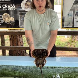 Gulf Specimen Marine Laboratories - Horseshoe crab touch tanks