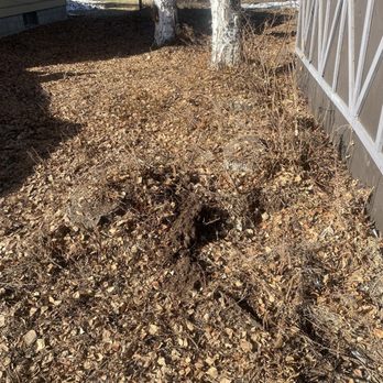 Dave's Killer Tree Service - The "before". three stumps close to house - Tree Services Near Me - Fairbanks, Alaska Dave's Killer Tree Service - The "before". three stumps close to house - Tree Services Near Me - Fairbanks, Alaska