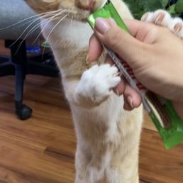 Paco enjoyed getting spoiled by Aunty Satomi! Paco enjoyed getting spoiled by Aunty Satomi!