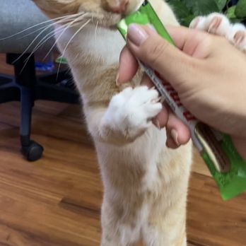 Aloha Cat Hotel - Paco enjoyed getting spoiled by Aunty Satomi! - Pet Boarding Near Me - Honolulu, Hawaii Aloha Cat Hotel - Paco enjoyed getting spoiled by Aunty Satomi! - Pet Boarding Near Me - Honolulu, Hawaii
