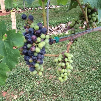 Wolf Mountain Vineyards - Wineries Near Me - Dahlonega, Georgia Wolf Mountain Vineyards - Wineries Near Me - Dahlonega, Georgia