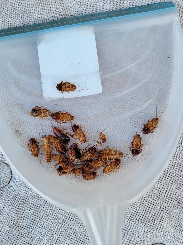 BUGS PEST CONTROL Updated October 2024 12 Reviews 1640