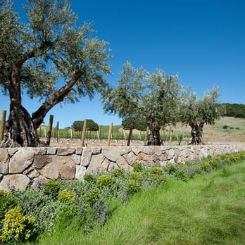Kenzo Estate - Olive Trees - Wineries Near Me - Napa, California