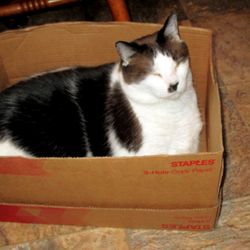 Rupert under care of AAA aug 2023