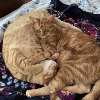Dallas Cat Lady - Pet Adoption Near Me