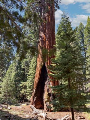 General Grant Tree by null