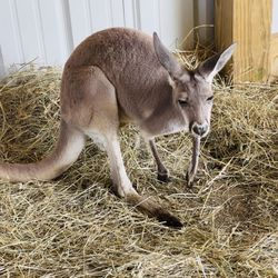 Wendt's Wildlife Adventure - Kangaroo