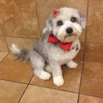 PetSmart - Full groom: bath, hair cut, nails, ears "the works" by Stephanie - Pet Stores Near Me - Daly City, California
