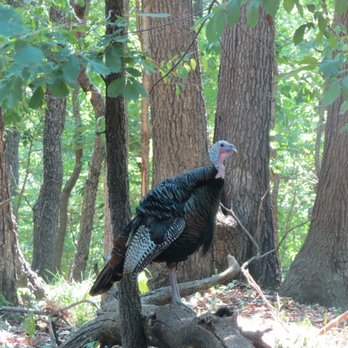 Springfield Conservation Nature Center - He hung around the entire time we were there. - Parks Near Me - Springfield, Missouri Springfield Conservation Nature Center - He hung around the entire time we were there. - Parks Near Me - Springfield, Missouri
