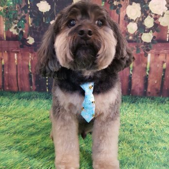 H---d-L----e Grooming - Dr.Karl - Pet Groomers Near Me - Ferndale, Washington H---d-L----e Grooming - Dr.Karl - Pet Groomers Near Me - Ferndale, Washington