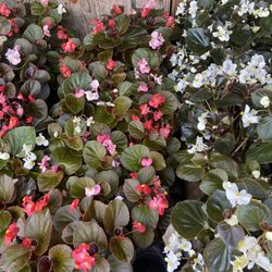 Davids Nursery
