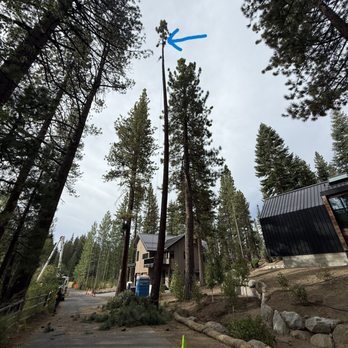 Arbor Pros - Tree Services Near Me - Reno, Nevada