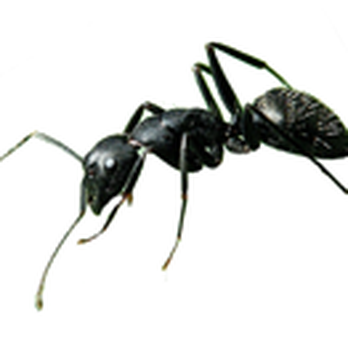 Century Termite and Pest - Ants crawl anywhere and everywhere in search of their next meal. We can help kill them and keep them from entering your home. - Pest Control Near Me - Sterling, Virginia Century Termite and Pest - Ants crawl anywhere and everywhere in search of their next meal. We can help kill them and keep them from entering your home. - Pest Control Near Me - Sterling, Virginia
