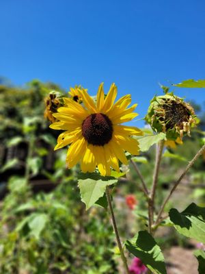 Luther Burbank Home & Gardens by null
