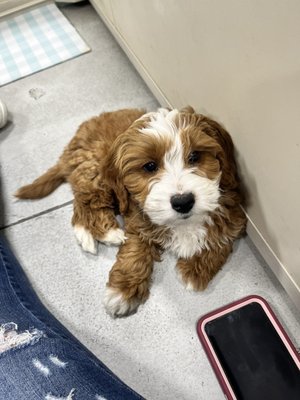 BLUE SKY PUPPIES - CLEARWATER - Updated April 2025 - 113 Photos & 29