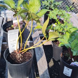 Meadows Farms Nurseries - 7 Corners