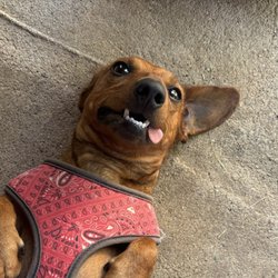 Pastafina - Stephenville - My dog