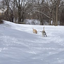 Swanson's Dog Park and Daycare