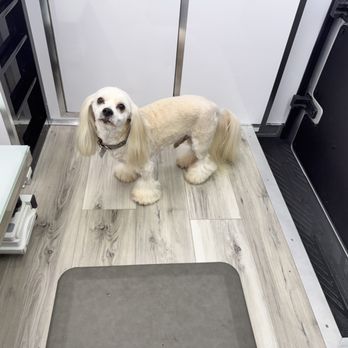 Paws On Time - Hes got the "boots with the fur" - Pet Groomers Near Me Paws On Time - Hes got the "boots with the fur" - Pet Groomers Near Me