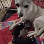 Photo of Choice Chihuahua's