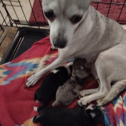 Choice Chihuahua's