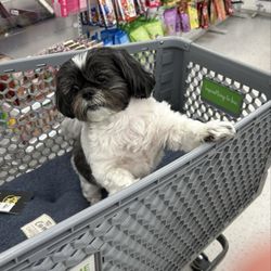 This is lil doggie Duchess