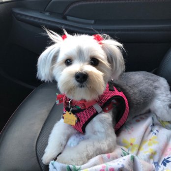 Sparkle & Shine Pet Grooming - Lucy Lu - Pet Groomers Near Me - Shadow Hills, California Sparkle & Shine Pet Grooming - Lucy Lu - Pet Groomers Near Me - Shadow Hills, California