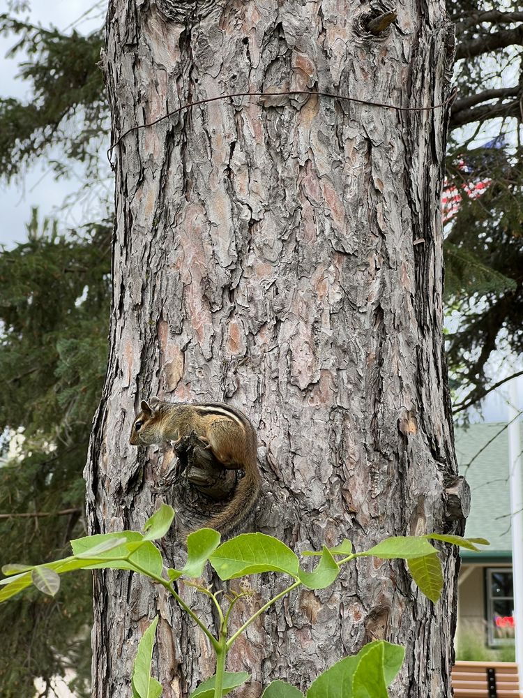 Paul Bunyan Park Logo