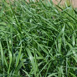 Ode'mini Giizis Coffee Co and Cafe - We're rematriating sweetgrass in our territory.