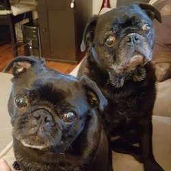 J's Dog Walking and Sitting - Bosley and Lexi