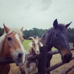 Diamond Creek Farm