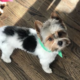 Cooper , Parti Yorkie. puppy cute 2 years old Cooper , Parti Yorkie. puppy cute 2 years old