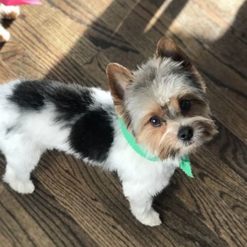 The Barker Shoppe - Cooper , Parti Yorkie. puppy cute 2 years old - Pet Groomers Near Me - Antioch, Illinois The Barker Shoppe - Cooper , Parti Yorkie. puppy cute 2 years old - Pet Groomers Near Me - Antioch, Illinois
