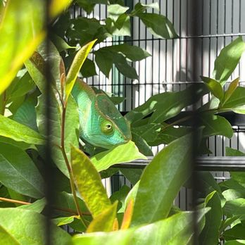 The Creature Conservancy - These are outside in cages that you can view for free - Community Service/Non-Profit Near Me - Ann Arbor, Michigan