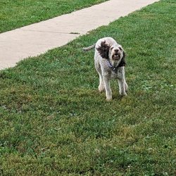 Elliot Dog Park