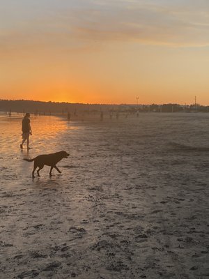 Coronado Dog Beach by null