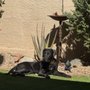 Desert Labrador Retriever Rescue