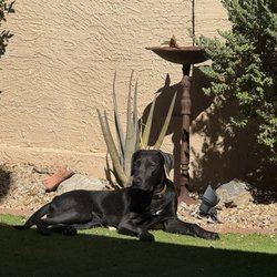 Desert Labrador Retriever Rescue