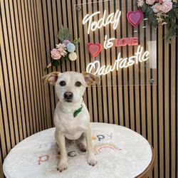 Pawtastic - After picture