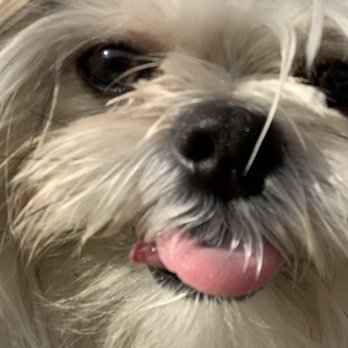 Canine Creek - Akoni, BEFORE being groomed... - Pet Groomers Near Me - Tehachapi, California Canine Creek - Akoni, BEFORE being groomed... - Pet Groomers Near Me - Tehachapi, California