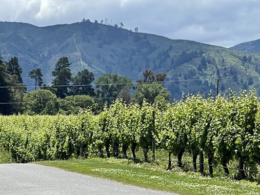 Cloudy Bay Vineyards by null