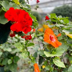 Hanging planters