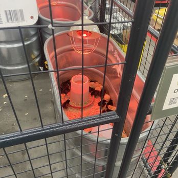 Tractor Supply - Baby chicks - Livestock Feed & Supply Near Me - Easley, South Carolina Tractor Supply - Baby chicks - Livestock Feed & Supply Near Me - Easley, South Carolina