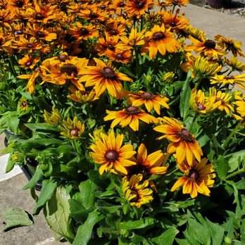 Madison Garden Center - Echibeckia, cross between an echinacea and rudbeckia. - Nurseries & Gardening Near Me - Madison, Mississippi Madison Garden Center - Echibeckia, cross between an echinacea and rudbeckia. - Nurseries & Gardening Near Me - Madison, Mississippi