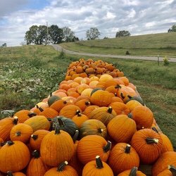 Happy Jack's Farm - Pumpkins